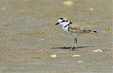 Malaysian Plover